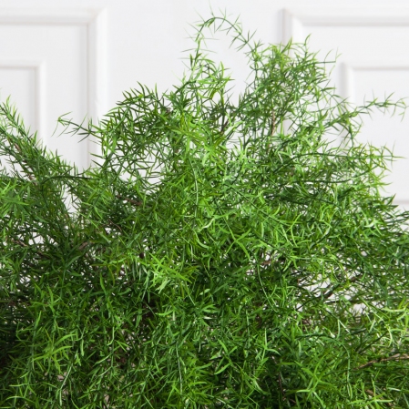 090/РН/648(Пр)(F) Криптомерия искусственная h90см