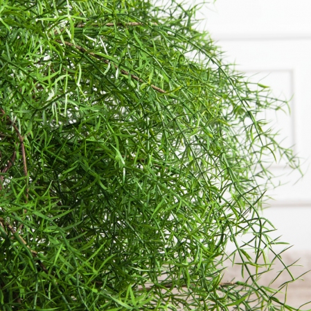 090/РН/648(Пр)(F) Криптомерия искусственная h90см