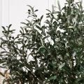 150/РН/АСС/465-1(з)(F) Оливковое дерево искусственное h150см