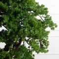 БС110/ОС/427(Пр)(F) Бонсай искусственный Сосна h110см БС110/ОС/427(Пр)(F) Бонсай искусственный Сосна h110см