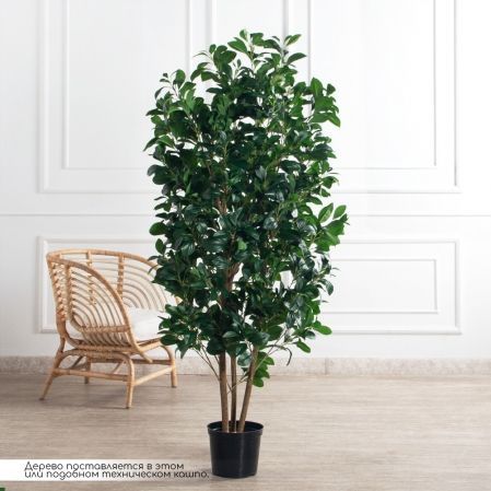 170/РН/64-1(з)(F) Рускус искусственный куст h170см