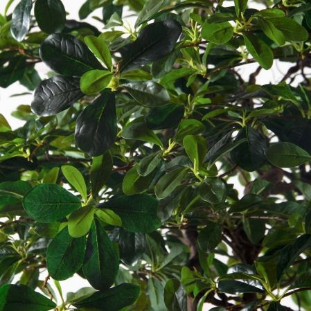 240/ДД/5344(з)(F) Шеффлера искусственная h240см d180(латекс) 240/ДД/5344(з)(F) Шеффлера искусственная h240см d180(латекс)