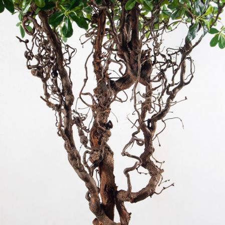 240/ДД/5344(з)(F) Шеффлера искусственная h240см d180(латекс) 240/ДД/5344(з)(F) Шеффлера искусственная h240см d180(латекс)