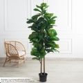 180/РН/631(з)(Пр)(F) Фикус искусственный Лирата h180см