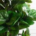 180/РН/631(з)(Пр)(F) Фикус искусственный Лирата h180см