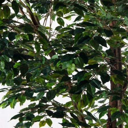 300/РН/34(Пр)(F) Фикус искусственный h300см (латекс) 300/РН/34(Пр)(F) Фикус искусственный h300см (латекс)