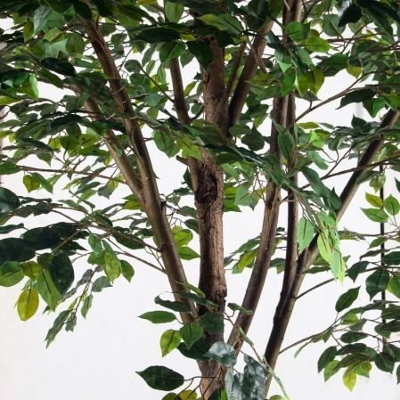 300/РН/34(Пр)(F) Фикус искусственный h300см (латекс) 300/РН/34(Пр)(F) Фикус искусственный h300см (латекс)