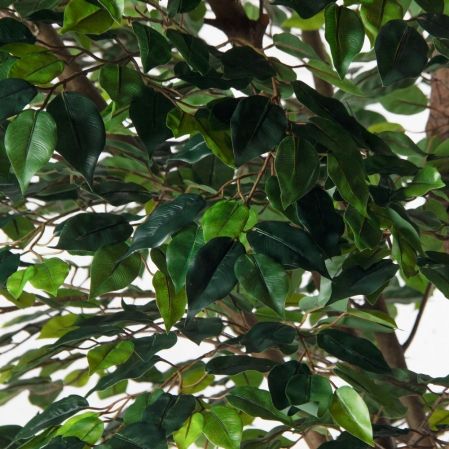 300/РН/34(Пр)(F) Фикус искусственный h300см (латекс) 300/РН/34(Пр)(F) Фикус искусственный h300см (латекс)