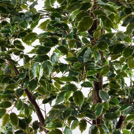 300/РН/17(Пр)(F) Фикус Бенджамина искусственный h300см (латекс) 300/РН/17(Пр)(F) Фикус Бенджамина искусственный h300см (латекс)