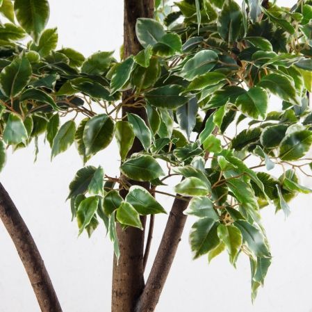 300/РН/17(Пр)(F) Фикус Бенджамина искусственный h300см (латекс) 300/РН/17(Пр)(F) Фикус Бенджамина искусственный h300см (латекс)