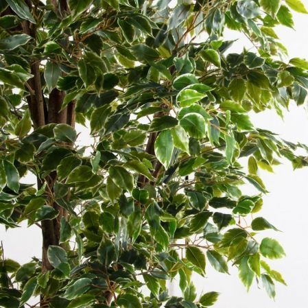 300/РН/17(Пр)(F) Фикус Бенджамина искусственный h300см (латекс) 300/РН/17(Пр)(F) Фикус Бенджамина искусственный h300см (латекс)