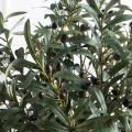 110/РН/465-1(з)(F) Оливковое дерево искусственное Нэйч с плодами h110см 110/РН/465-1(з)(F) Оливковое дерево искусственное Нэйч с плодами h110см