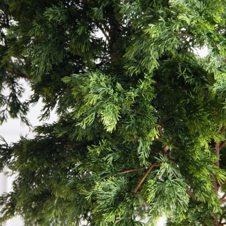 Т180/РН/655(Пр)(F) Кипарис искусственный h180см