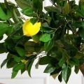 130/ВИТ/497/20М(Пр)(F) Лимон искусственный h130см (латекс)