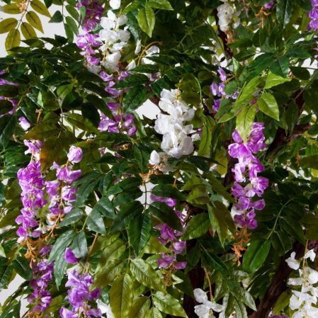 260/ОС/АСС/424(з)(F) Глициния искусственная h260см d200х190см (латекс), бело-сиреневая