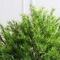 162/ШТ/202(з)(F) Розмарин штамбовый искусственный h162см