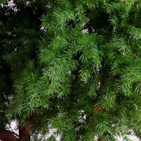 220/ВИТ/АСС/310(Пр)(F) Лиственница искусственная  h220см