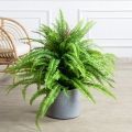 070/К/414(Пр)(F) Папоротник Экзальтата искуственный h70см