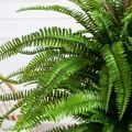 070/К/414(Пр)(F) Папоротник Экзальтата искуственный h70см