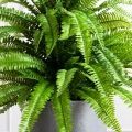 070/К/414(Пр)(F) Папоротник Экзальтата искуственный h70см