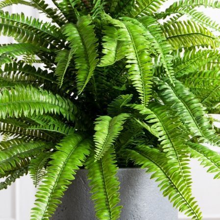 070/К/414(Пр)(F) Папоротник Экзальтата искуственный h70см