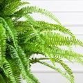 070/К/414(Пр)(F) Папоротник Экзальтата искуственный h70см