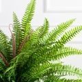070/К/414(Пр)(F) Папоротник Экзальтата искуственный h70см