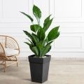 К270/4-1(з)(Пр)(F)(Sale)(F) Спатифиллум искусственный h120см (латекс) в интерьерном кашпо