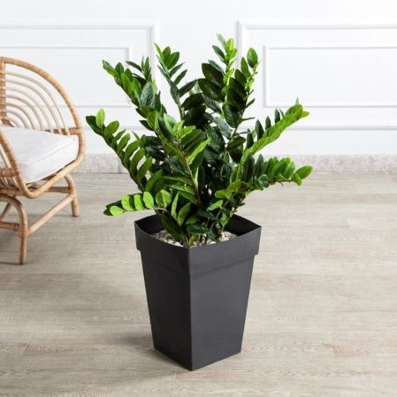 070/К/495-1, К270/4-1(Sale)(F) Композиц. из 2х изд. (замиокулькас и спатифиллум) в интерьер. кашпо