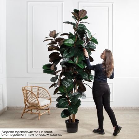 250/УК/РН/186(Пр)(F) Фикус Эластика Робуста искусственный h250см,латекс 250/УК/РН/186(Пр)(F) Фикус Эластика Робуста искусственный h250см,латекс