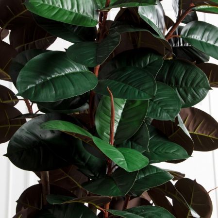 250/УК/РН/186(Пр)(F) Фикус Эластика Робуста искусственный h250см,латекс 250/УК/РН/186(Пр)(F) Фикус Эластика Робуста искусственный h250см,латекс