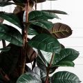 210/УК/РН/186(Пр)(F) Фикус Эластика Робуста искусственный h210см,латекс