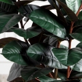 150/УК/РН/186(Пр)(F) Фикус Эластика Робуста искусственный h150см,латекс 150/УК/РН/186(Пр)(F) Фикус Эластика Робуста искусственный h150см,латекс
