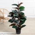 120/УК/РН/186(Пр)(F) Фикус Эластика Робуста искусственный h120см,латекс 120/УК/РН/186(Пр)(F) Фикус Эластика Робуста искусственный h120см,латекс