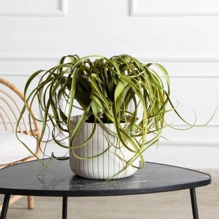 К571(з)(F) Композиция искусственная с тилландсией в кашпо К571(з)(F) Композиция искусственная с тилландсией в кашпо