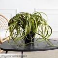 К571(з)(F) Композиция искусственная с тилландсией в кашпо