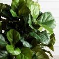 110/К/499(Sale)(F) Фикус Лирата искусственный h110см 110/К/499(Sale)(F) Фикус Лирата искусственный h110см