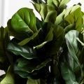 110/К/499(Sale)(F) Фикус Лирата искусственный h110см 110/К/499(Sale)(F) Фикус Лирата искусственный h110см