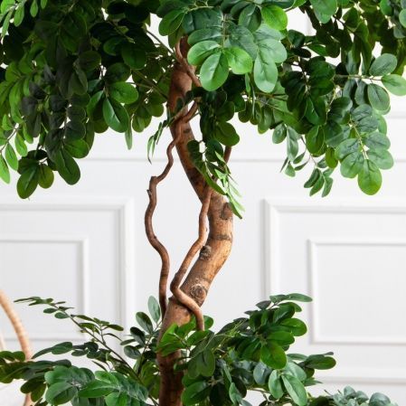 180/2К/ВИТ/702(Пр)(F) Софора японская искуственная h180см,(латекс)