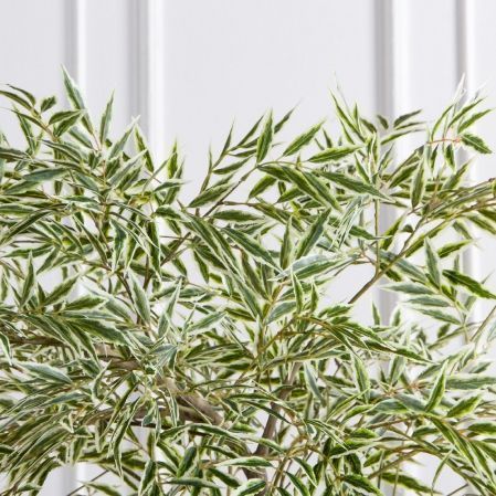 170/РН/АСС/701(Пр)(F) Магония искусственная h170см,зелено-белая,(латекс)