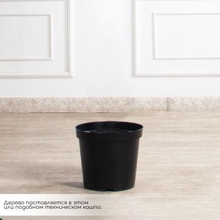 КА010(з)(F) Кактус искусственный витой Карнегия h160см КА010(з)(F) Кактус искусственный витой Карнегия h160см