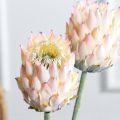 7141А/0287-0341/1(F) Протея искусственная h70см(голова 10см d7см) розовая