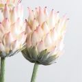 7141А/0287-0341/1(F) Протея искусственная h70см(голова 10см d7см) розовая