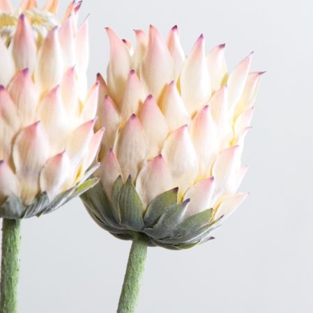 7141А/0287-0341/1(F) Протея искусственная h70см(голова 10см d7см) розовая 7141А/0287-0341/1(F) Протея искусственная h70см(голова 10см d7см) розовая