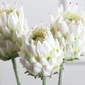 7141А/0287-0341/23(F) Протея искусственная h70см(голова 10см d7см) белая