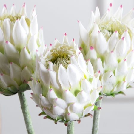 7141А/0287-0341/23(F) Протея искусственная h70см(голова 10см d7см) белая