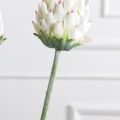 7141А/0287-0341/23(F) Протея искусственная h70см(голова 10см d7см) белая