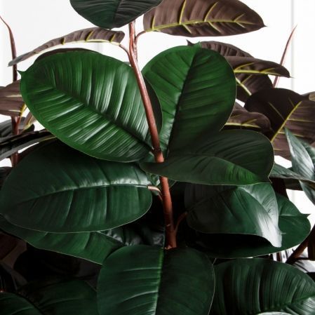 210/ШК/РН/186(Пр)(F) Фикус Эластика Робуста искусственный h210см (латекс)