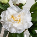 7141А/9122-0349/23(F) Пион искусственный h67см 1голова 2бутона,белый