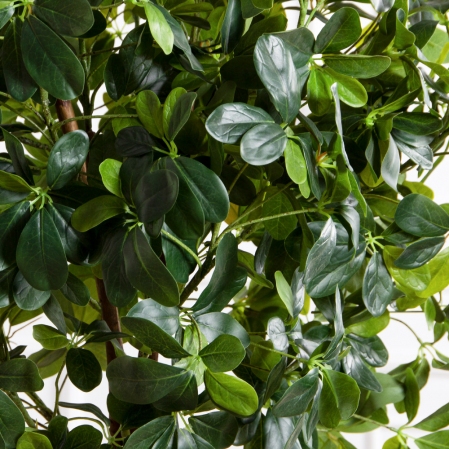 160/Ш/РН/84(FixS)(Пр)(F) Шеффлера искусственная h160см (латекс) 160/Ш/РН/84(FixS)(Пр)(F) Шеффлера искусственная h160см (латекс)